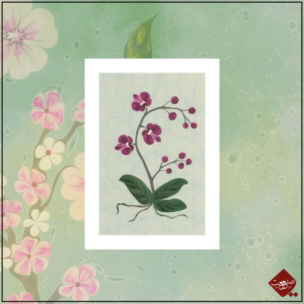Orchidee Ebru Lila – Bild 4